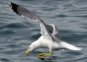 Yellow-legged Gull in action - first step by Mathieu Foulquié 